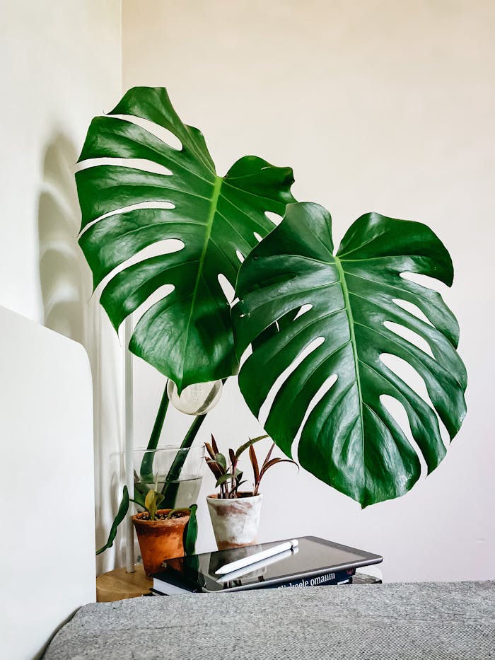who-we-are Interior of a bright bedroom with a Monstera Deliciosa in a pot, offering a cozy and fresh ambiance.